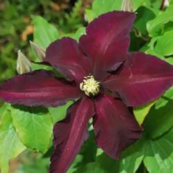 Clematis Black tea